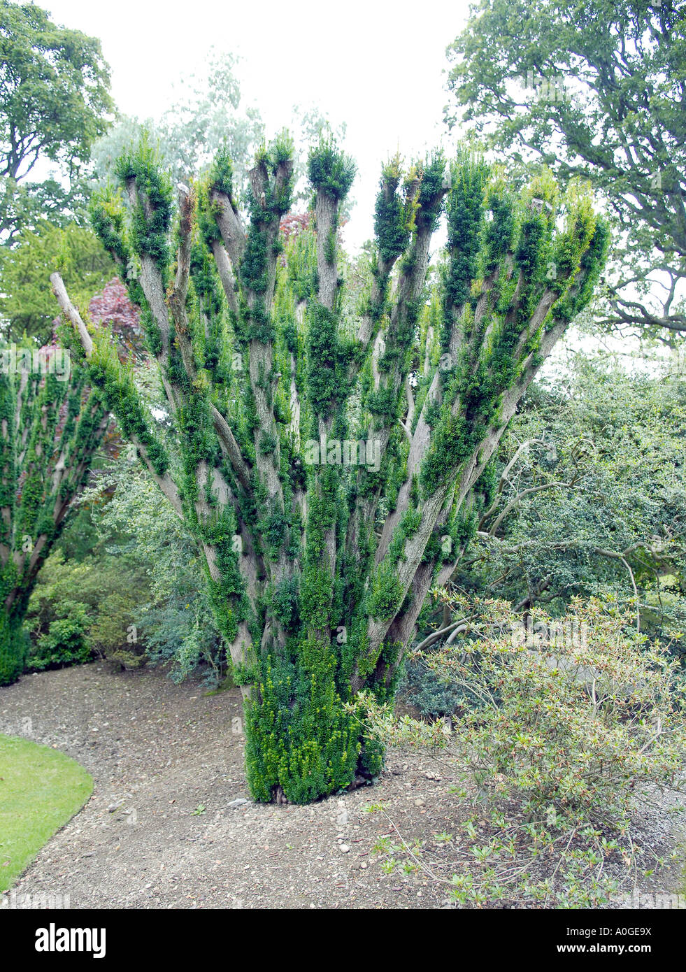 European Yew tree Stock Photo