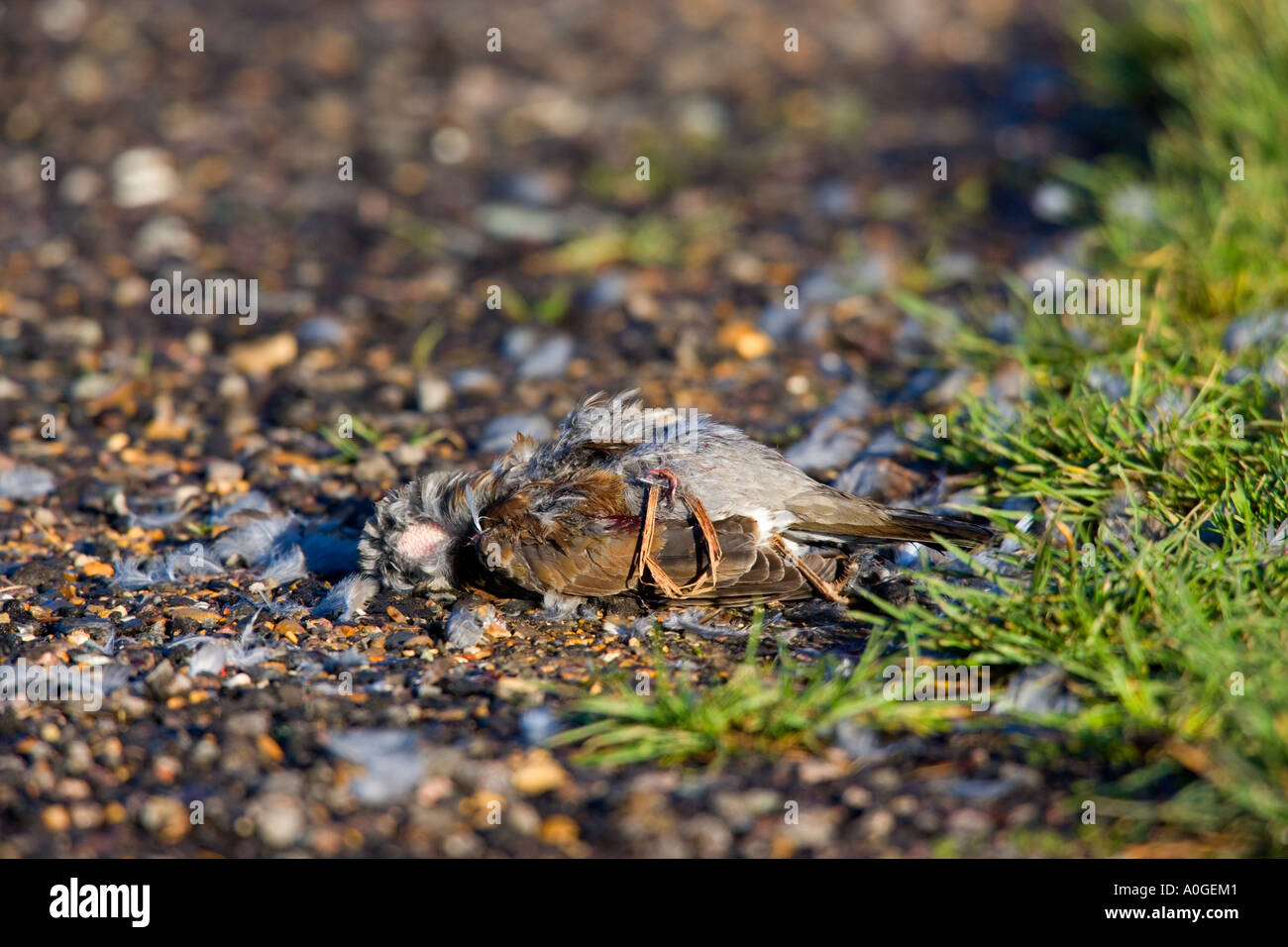 Fieldfare Turdus pilaris killed by Sparrowhawk Accipiter nisus Stock Photo