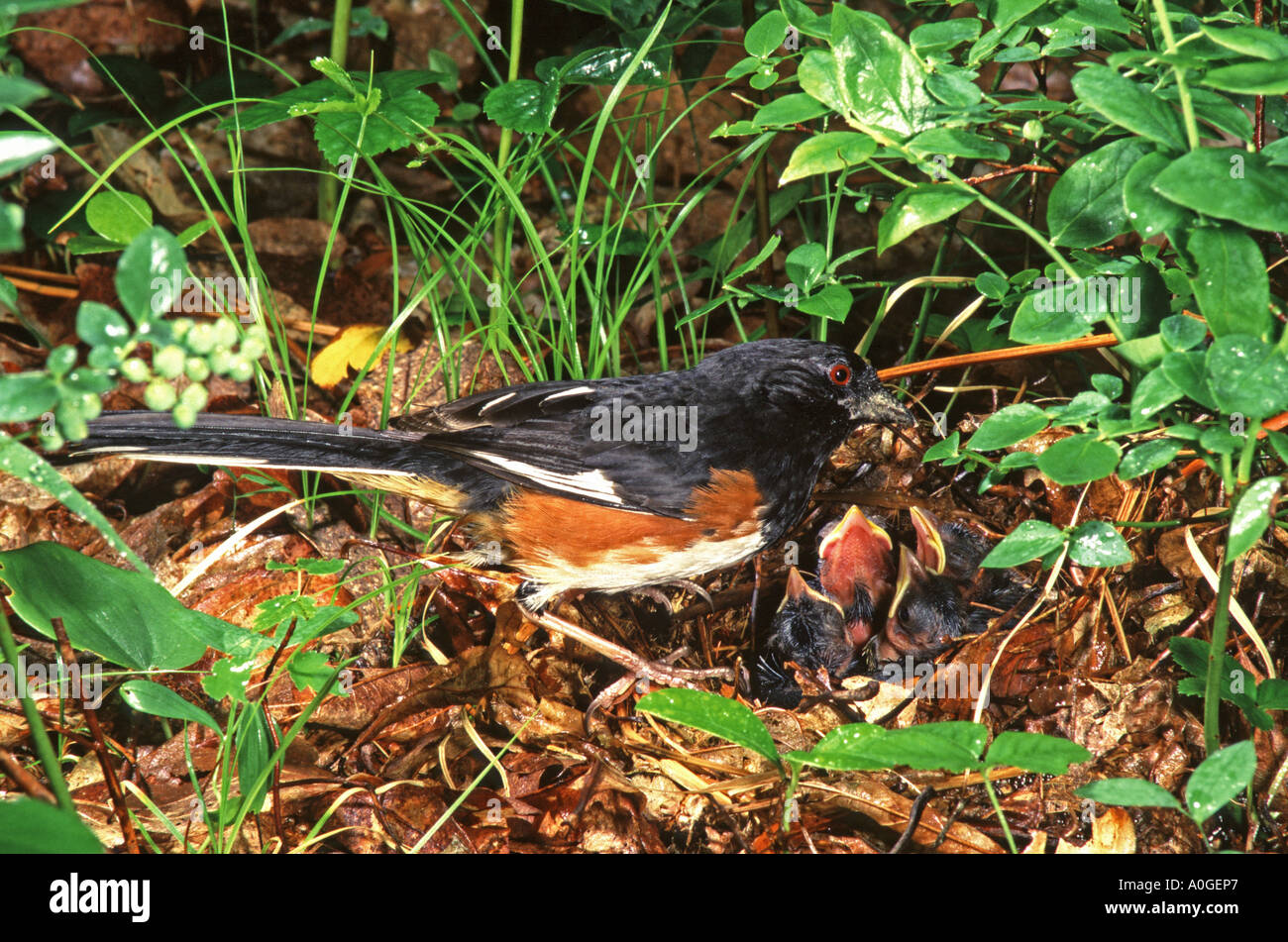 Eastern Towhee feeding nestlings in nest Stock Photo Alamy