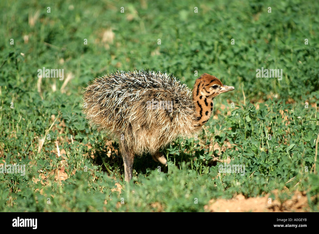 Cute Baby Ostrich In The Karoo Region Of South Africa Rsa Stock