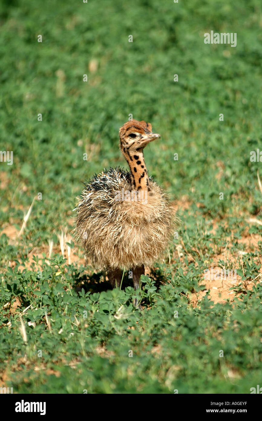 Cute Baby Ostrich Stock Photos Cute Baby Ostrich Stock Images Alamy