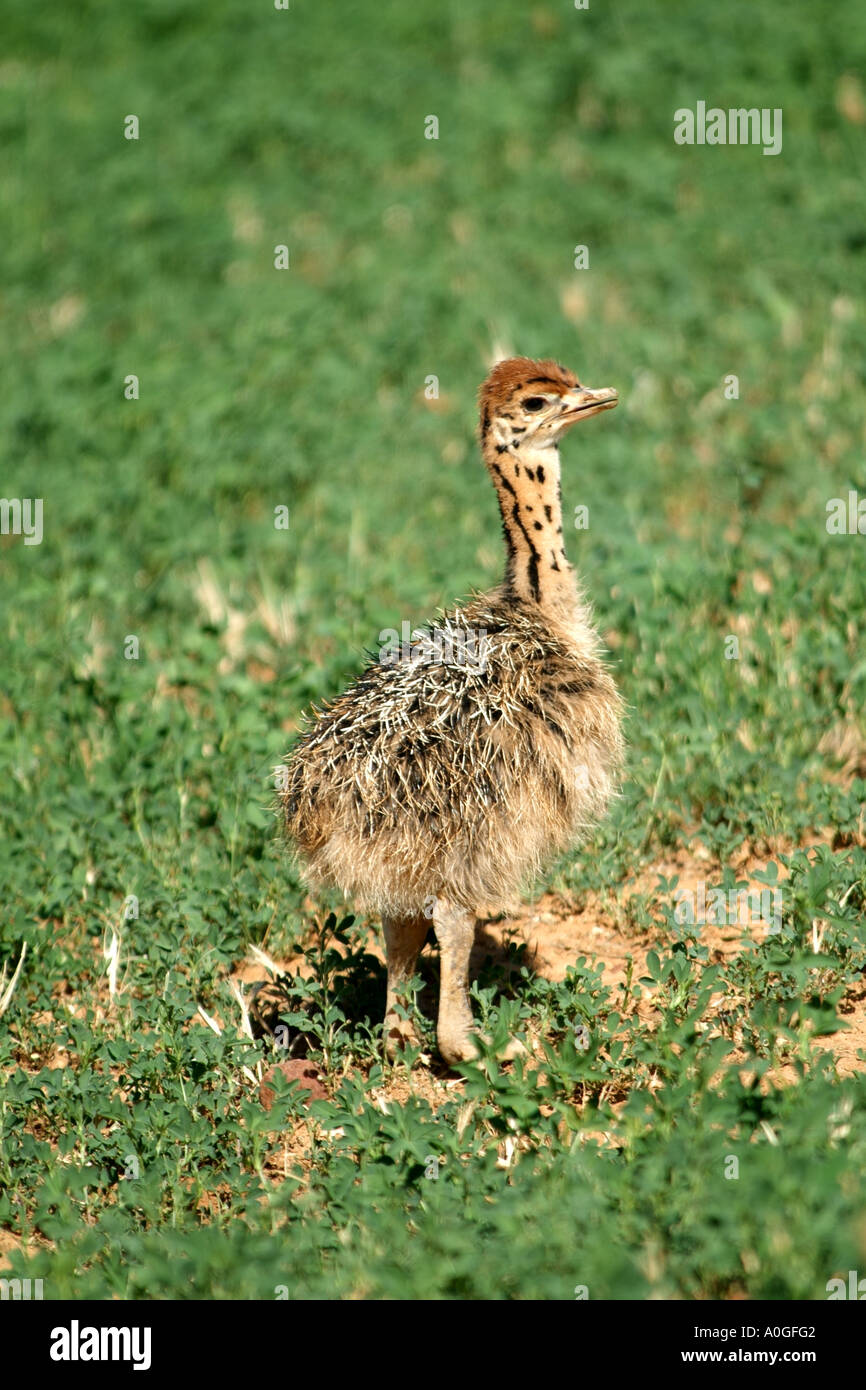 Cute Baby Ostrich In The Karoo Region Of South Africa Rsa Stock