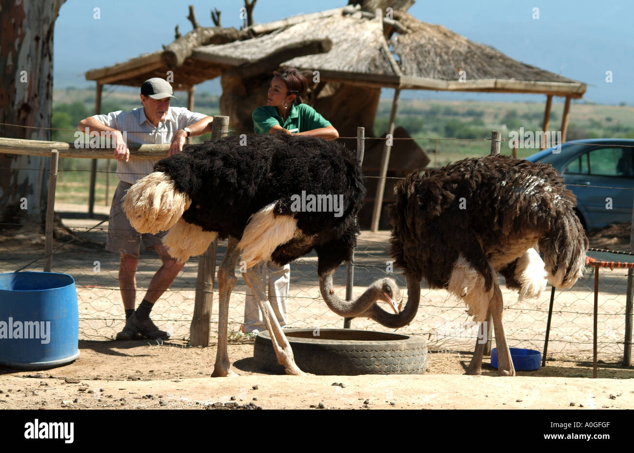 Ostrich farming visitor with ranger in Oudtshoorn Karoo region of South