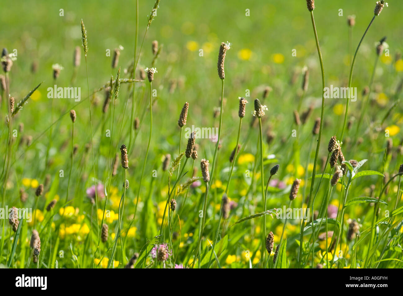 Skylark Meadows Somerset UK Wildflower meadows plantain birds foot trefoil clover Stock Photo
