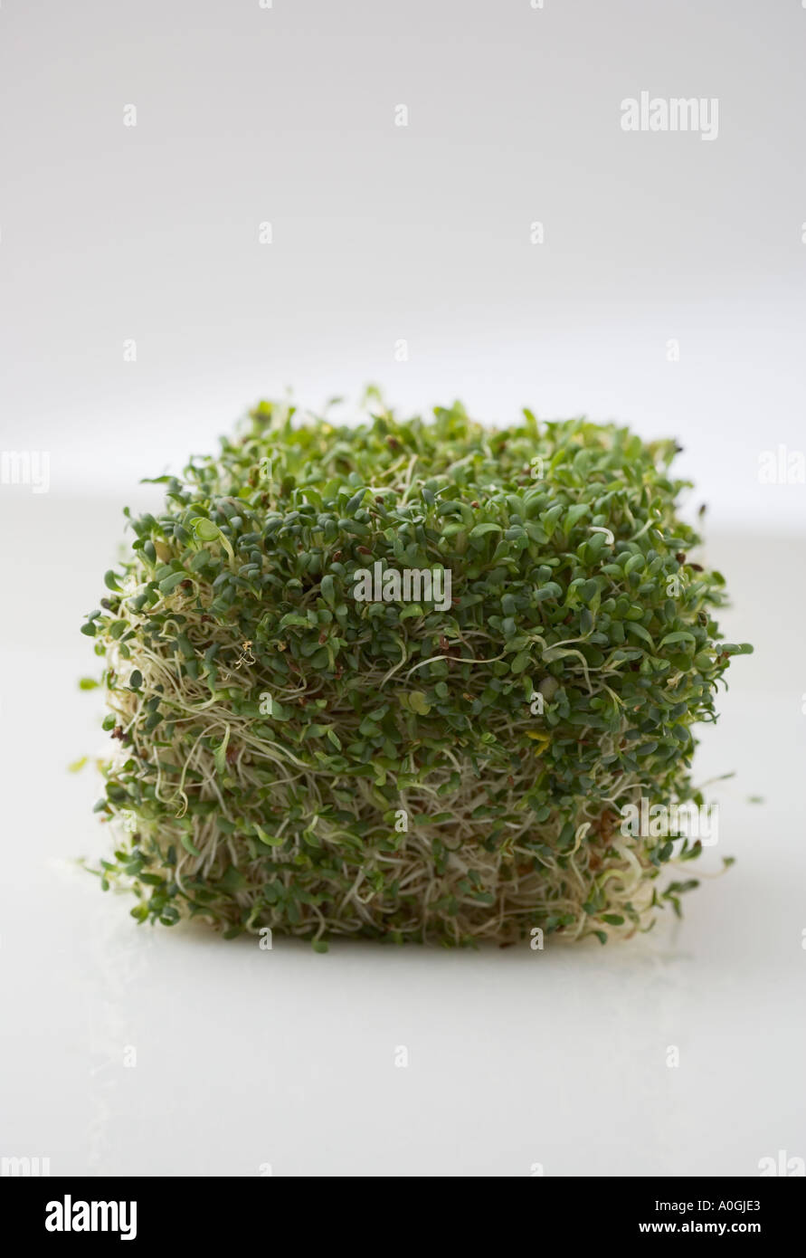 Cube of sprouts Stock Photo