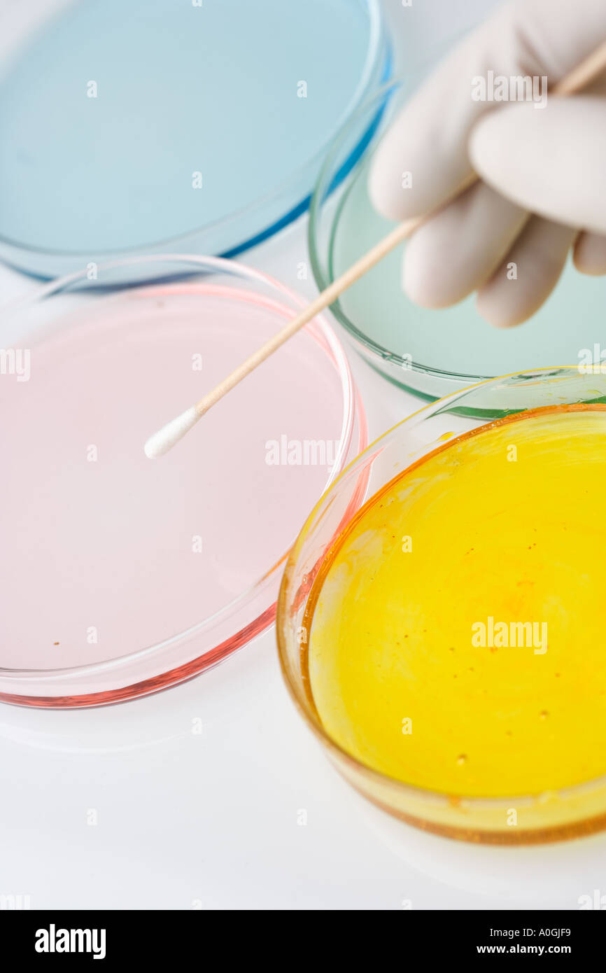 Sterile swab and petri dish hires stock photography and images Alamy