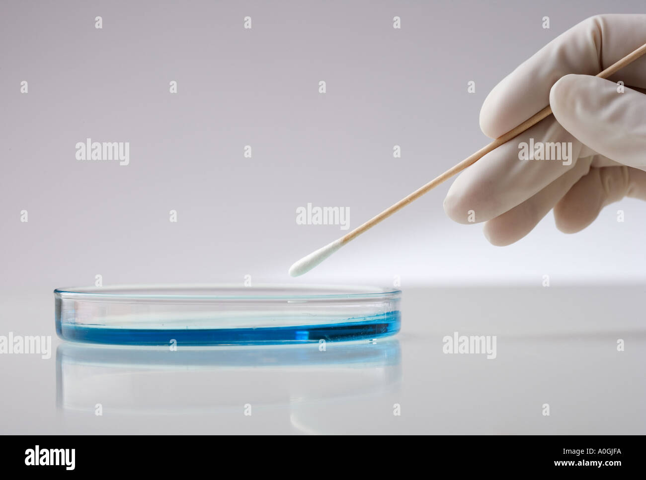 Swabbing petri dishes hires stock photography and images Alamy