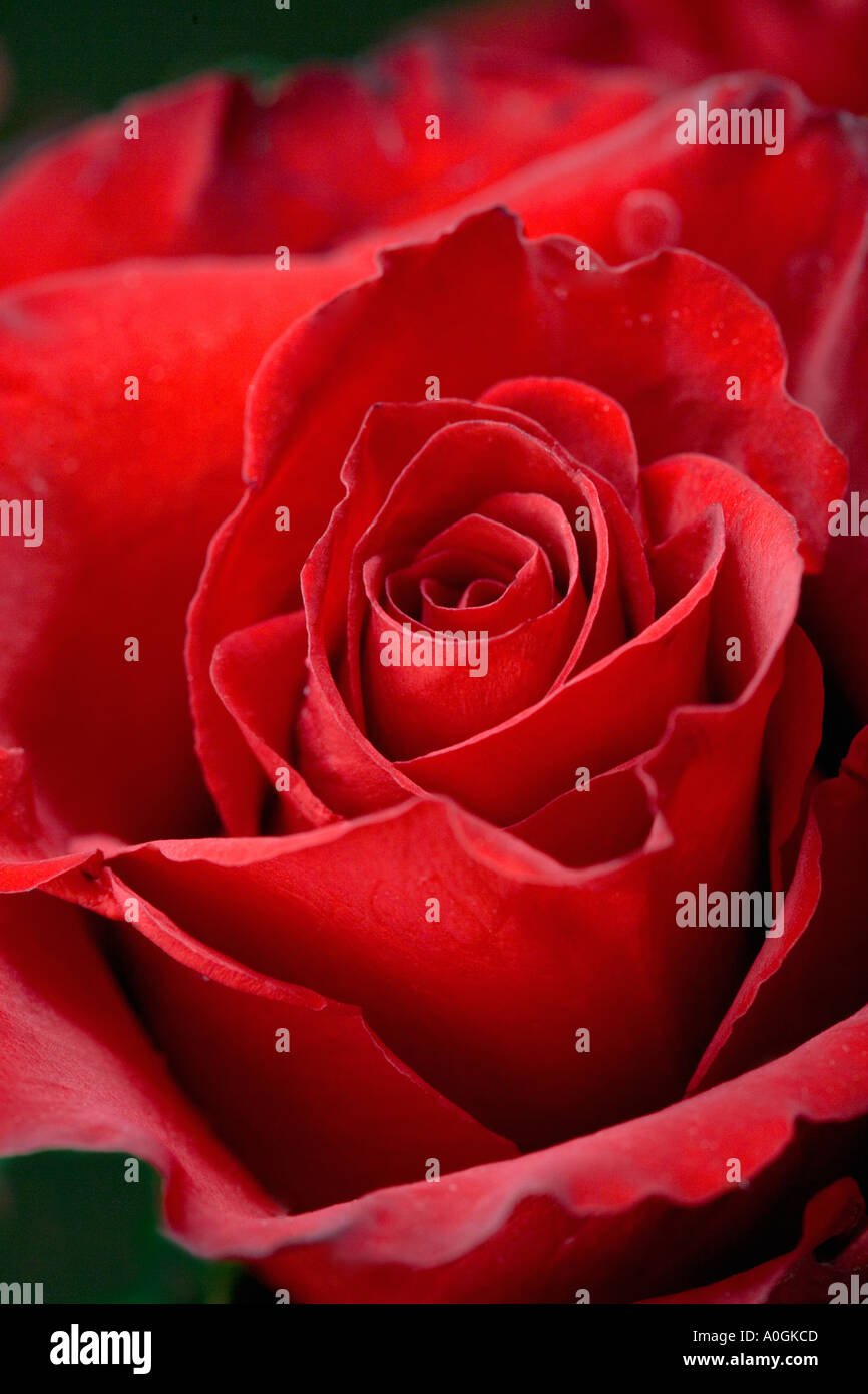Closeup of red rose opening Stock Photo Alamy