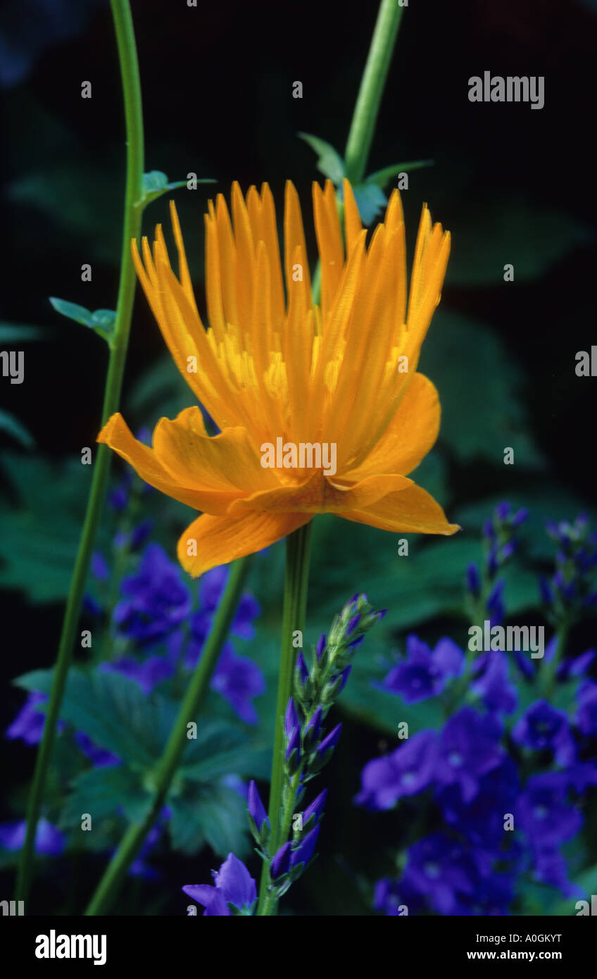 Trollius ledbourii and Veronica Crater Blue Stock Photo