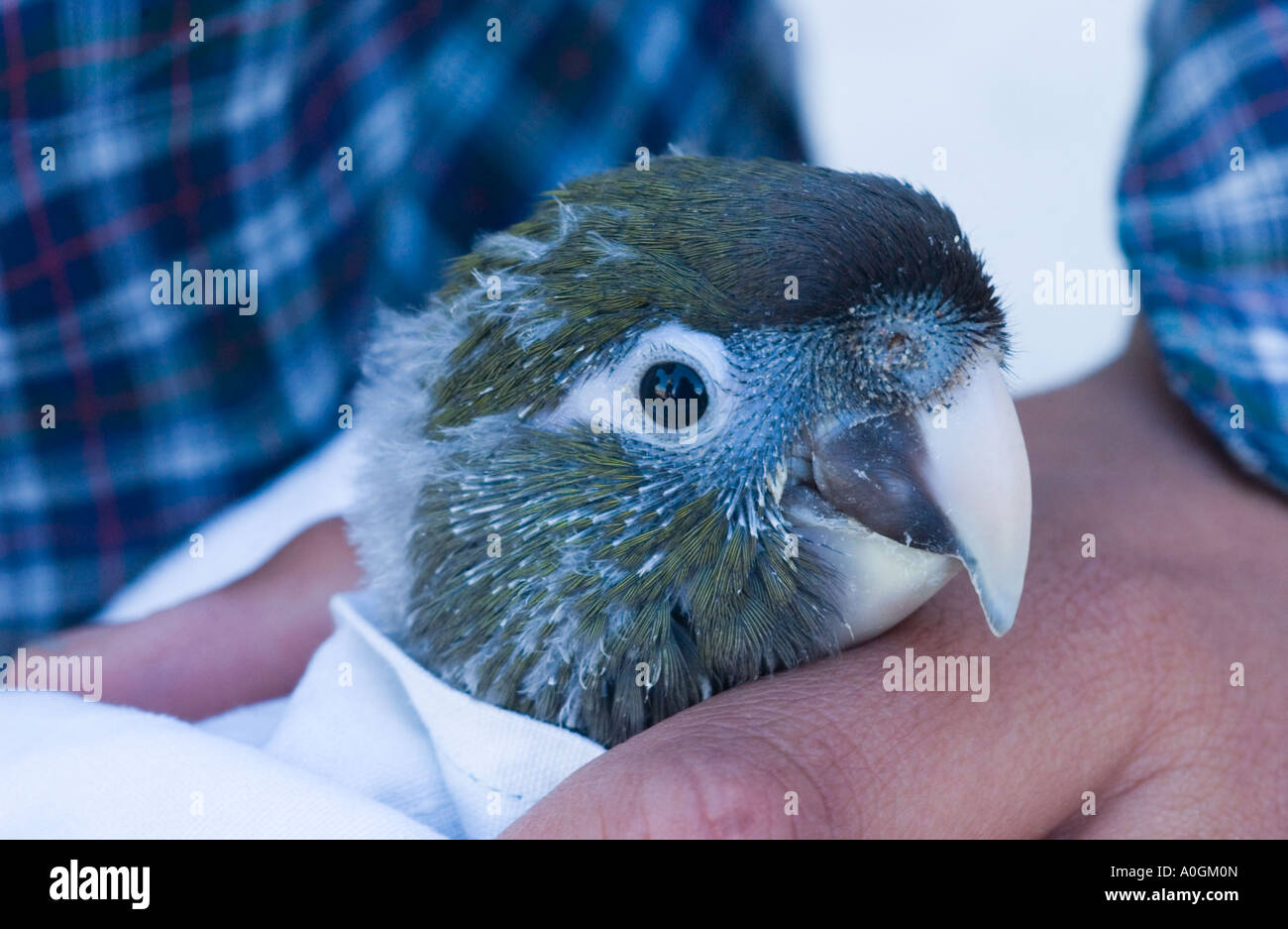 Bird research, burrowing parrot (Cyanoliseus p. patagonus) chick 5 weeks, El Condor, Argentina Stock Photo