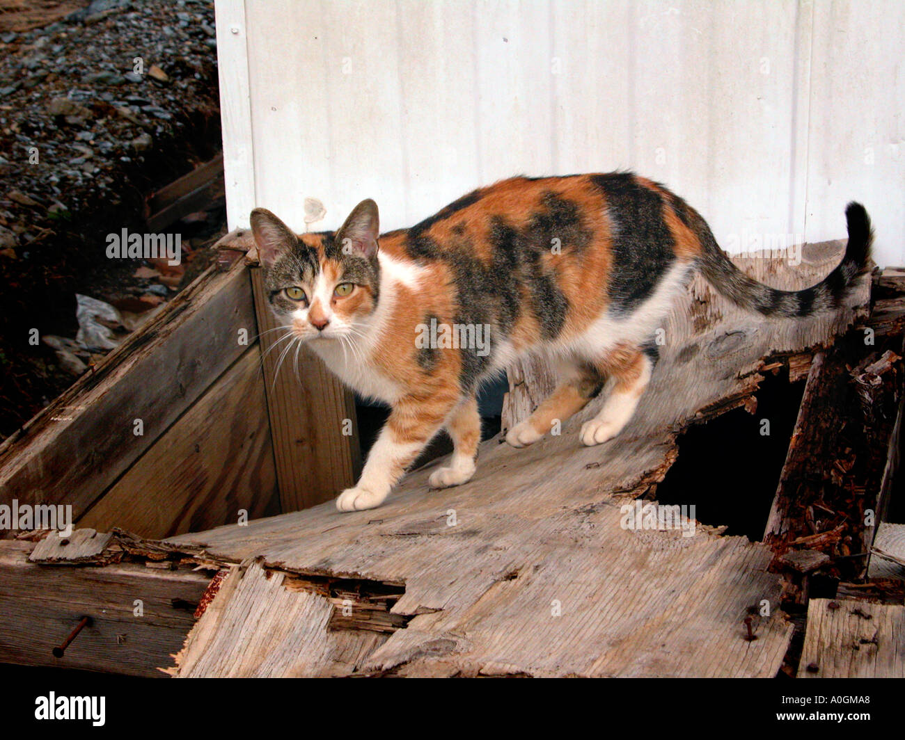 Stray Cat at Gas Station on highway living off the finds of the land Stock Photo Alamy