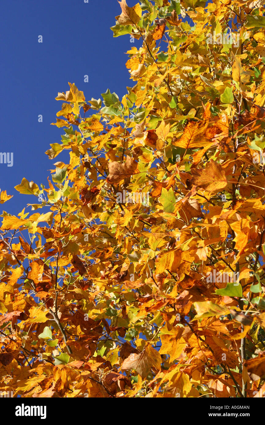 stunning golden leaves Stock Photo