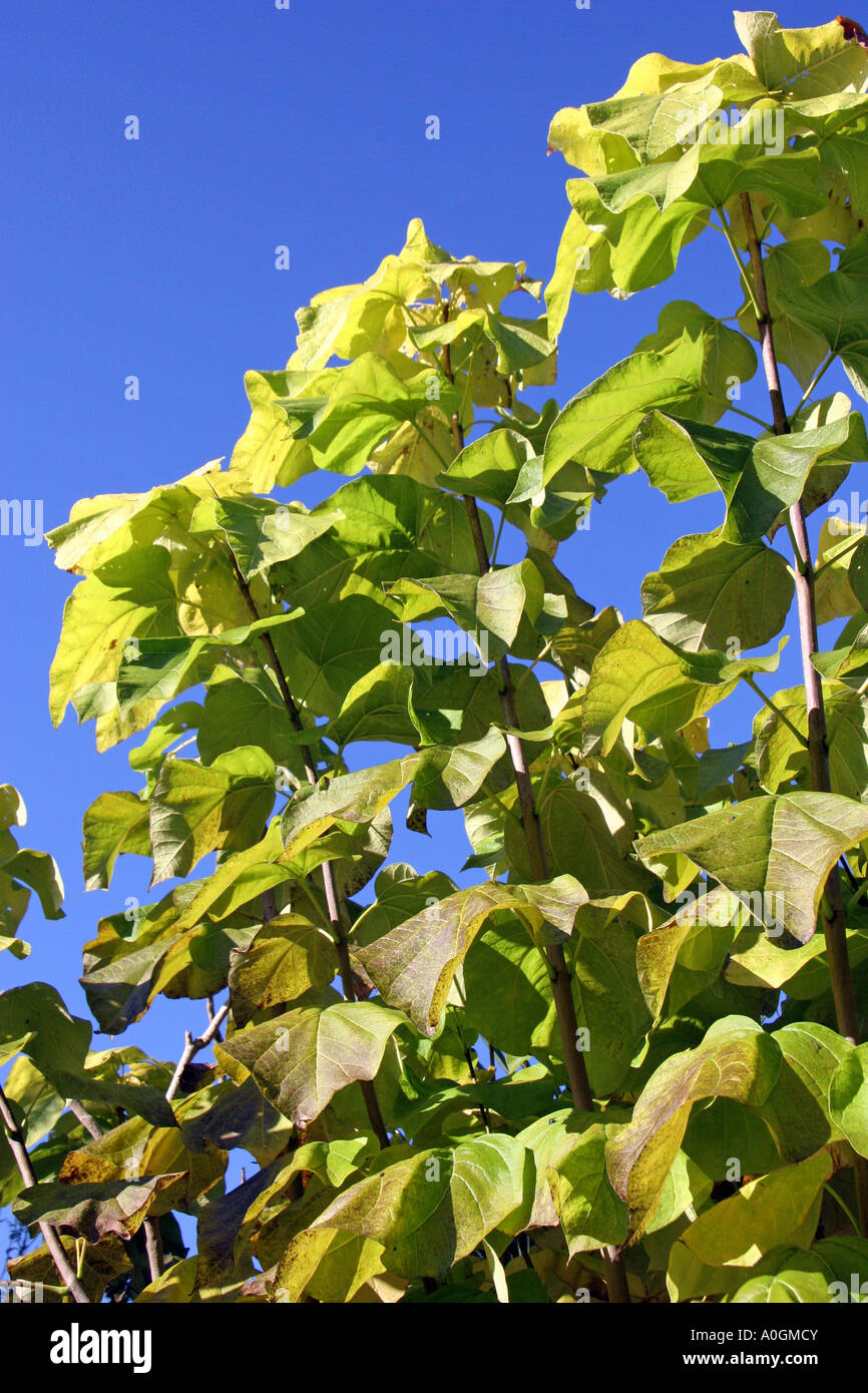 Green bean tree hi-res stock photography and images - Alamy