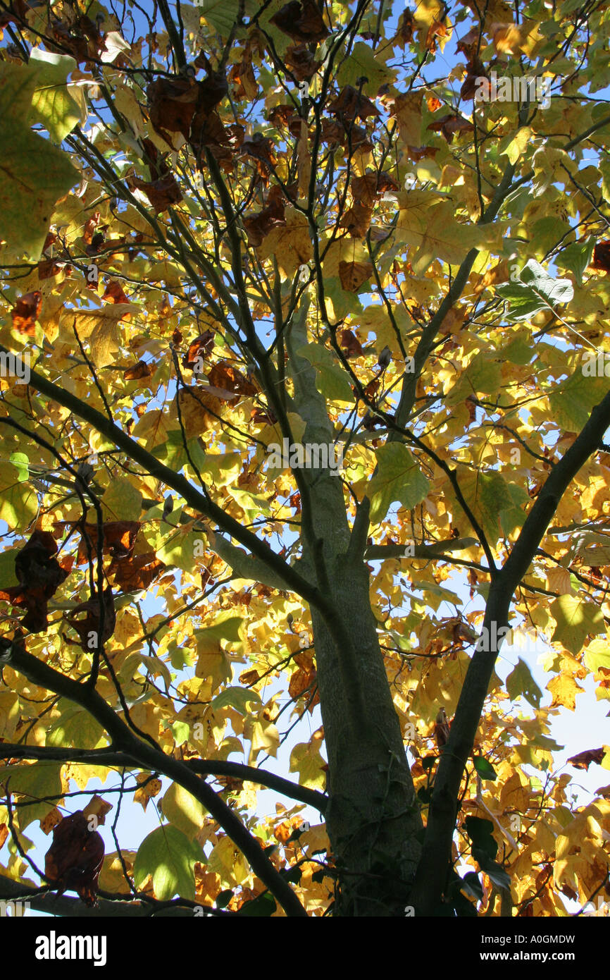 Looking up into a Tulip Tree  Liriodendron tulipifera Stock Photo