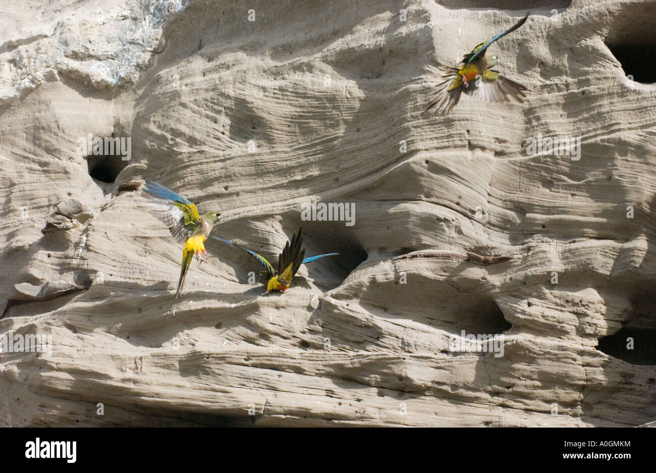 burrowing-parrots-cyanoliseus-p-patagonus-defends-their-nests-from