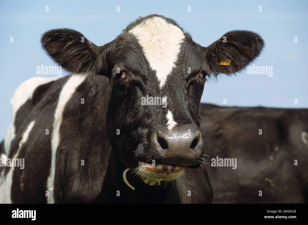 FRIESIAN COW CHEWING THE CUD Stock Photo Alamy