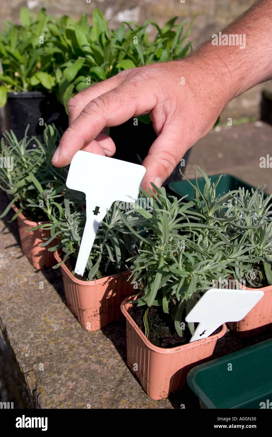 Nursery plant labels hires stock photography and images Alamy