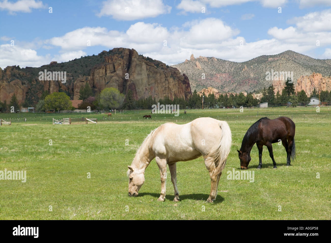 Horses grazing at Smith Rock National Park in Oregon USA  Stock Photo