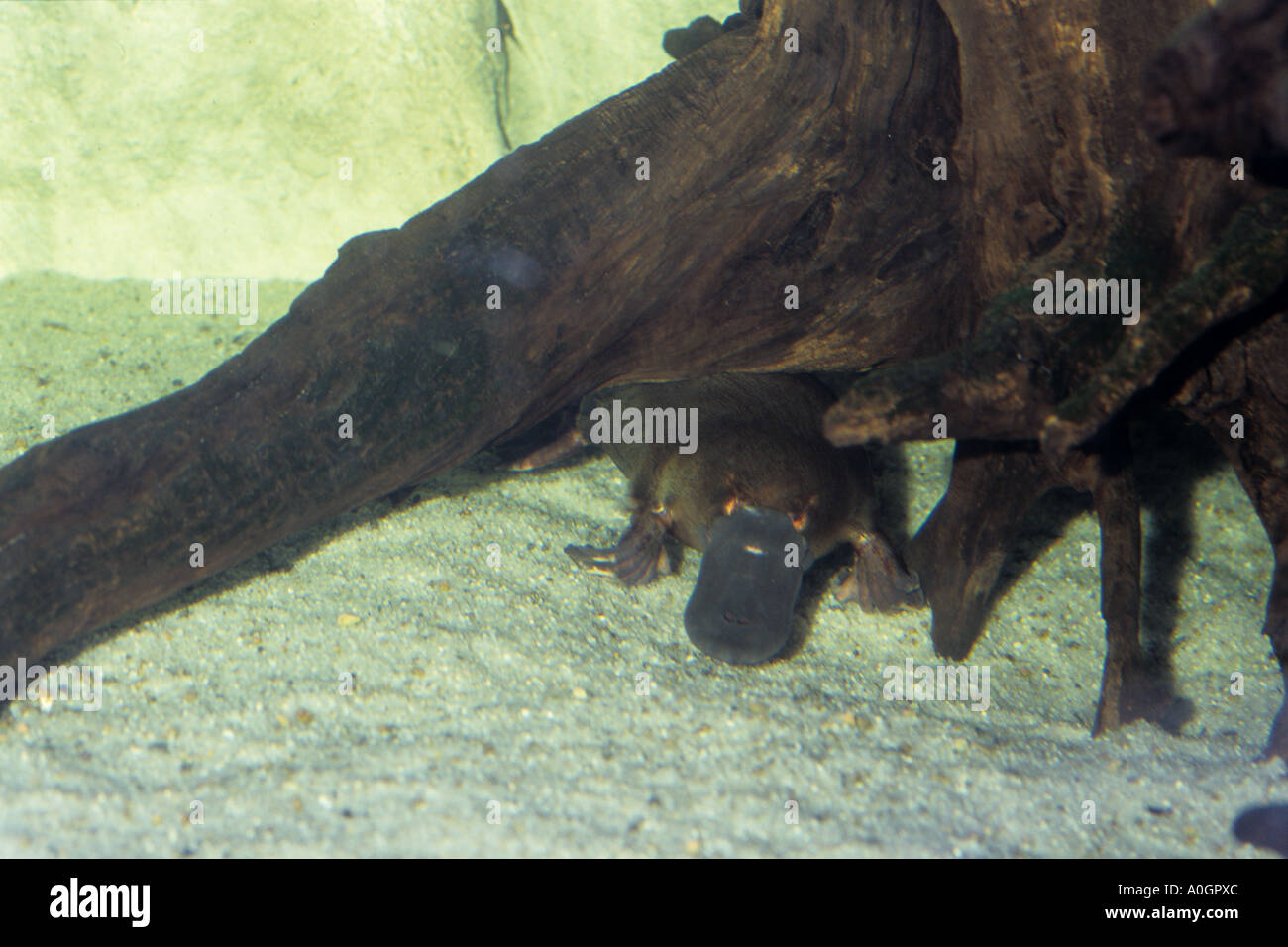 SWIMMING PLATYPUS TASMANIA AUSTRALIA Stock Photo