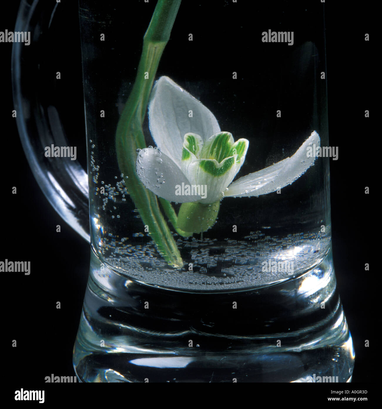 A Snowdrop flower submerged in a vase of water Stock Photo