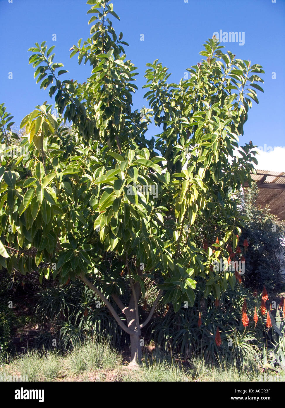 Indian Rubber Tree Ficus Elastica Growing In An Old Cottage Garden