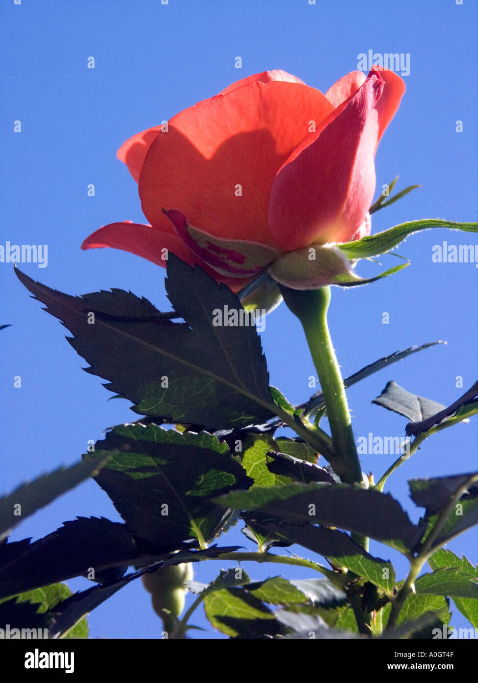 Miniature rose outside hi-res stock photography and images - Alamy