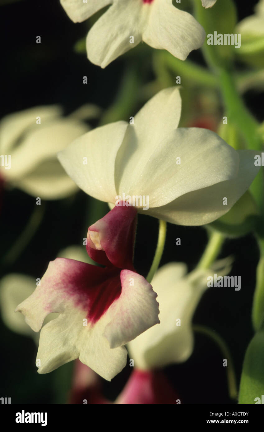 orchid. Calanthe hybrid. Stock Photo