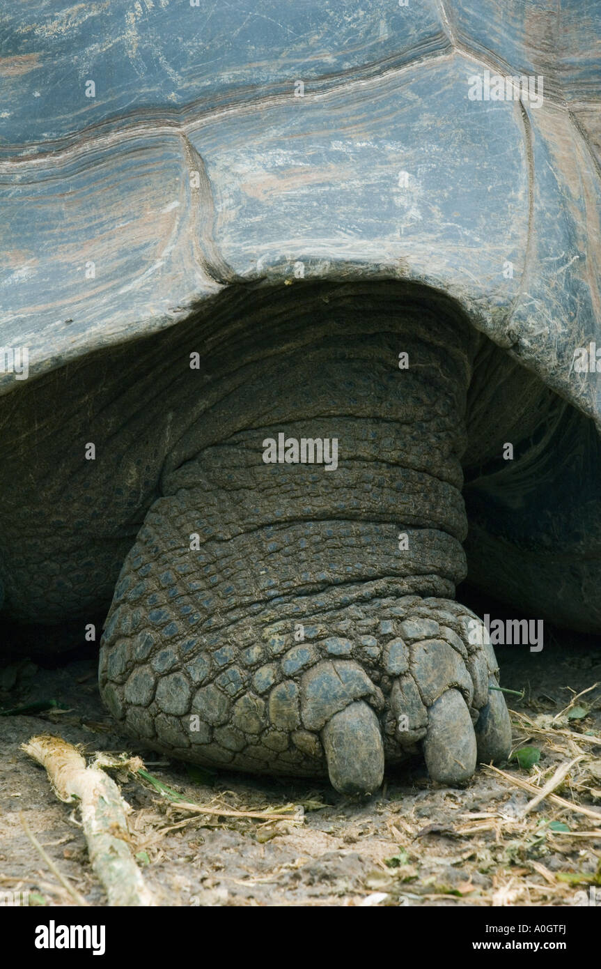 Giant Galapagos Tortoise (Geochelone elephantopus) Captive, Santa Cruz Island, Galapagos Islands, Ecuador  FOOT Stock Photo