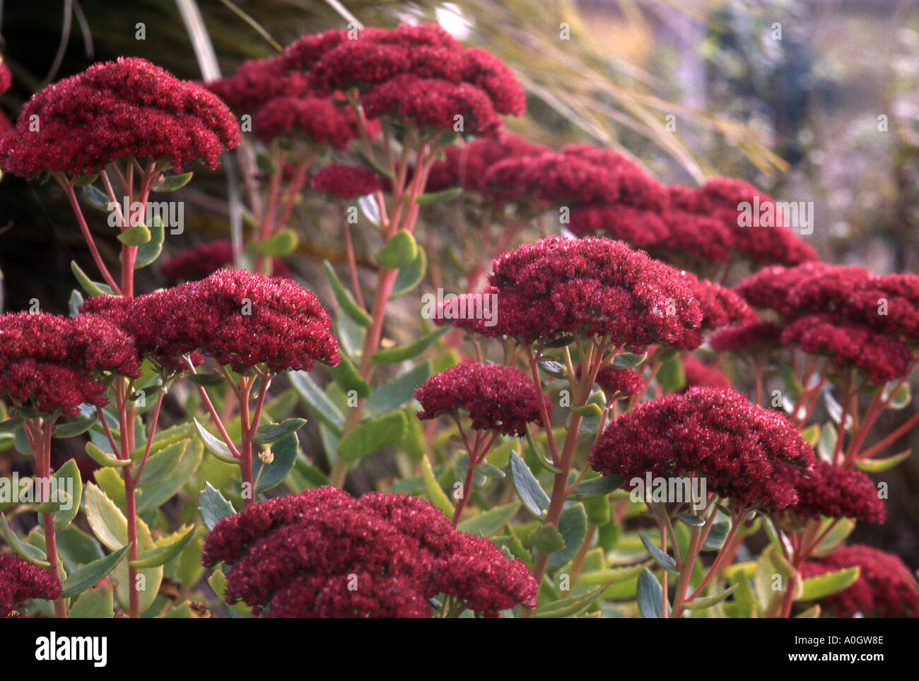 red flowering sedum plant Stock Photo