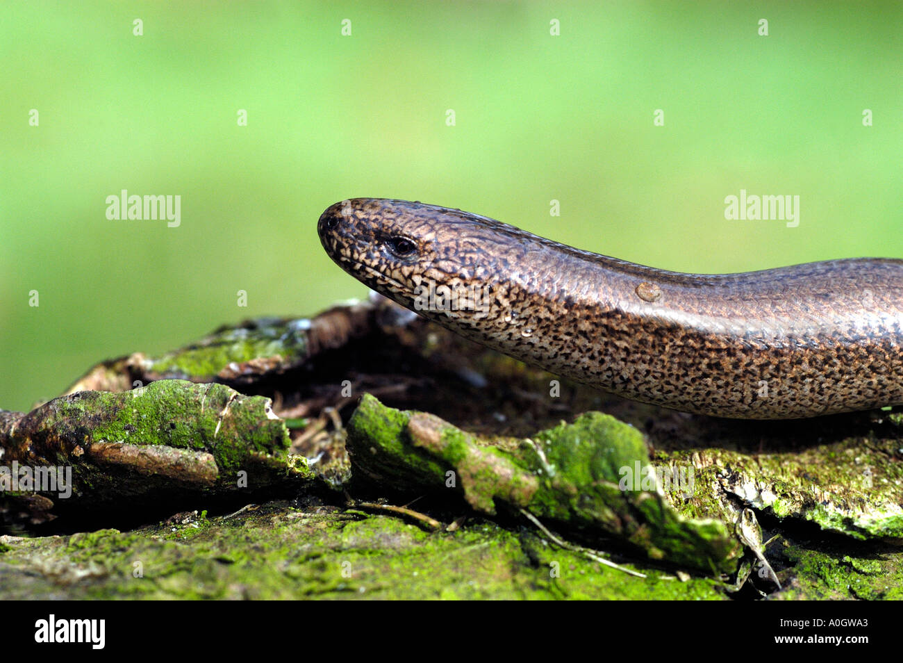close up of a slow worm crawling over old log Stock Photo