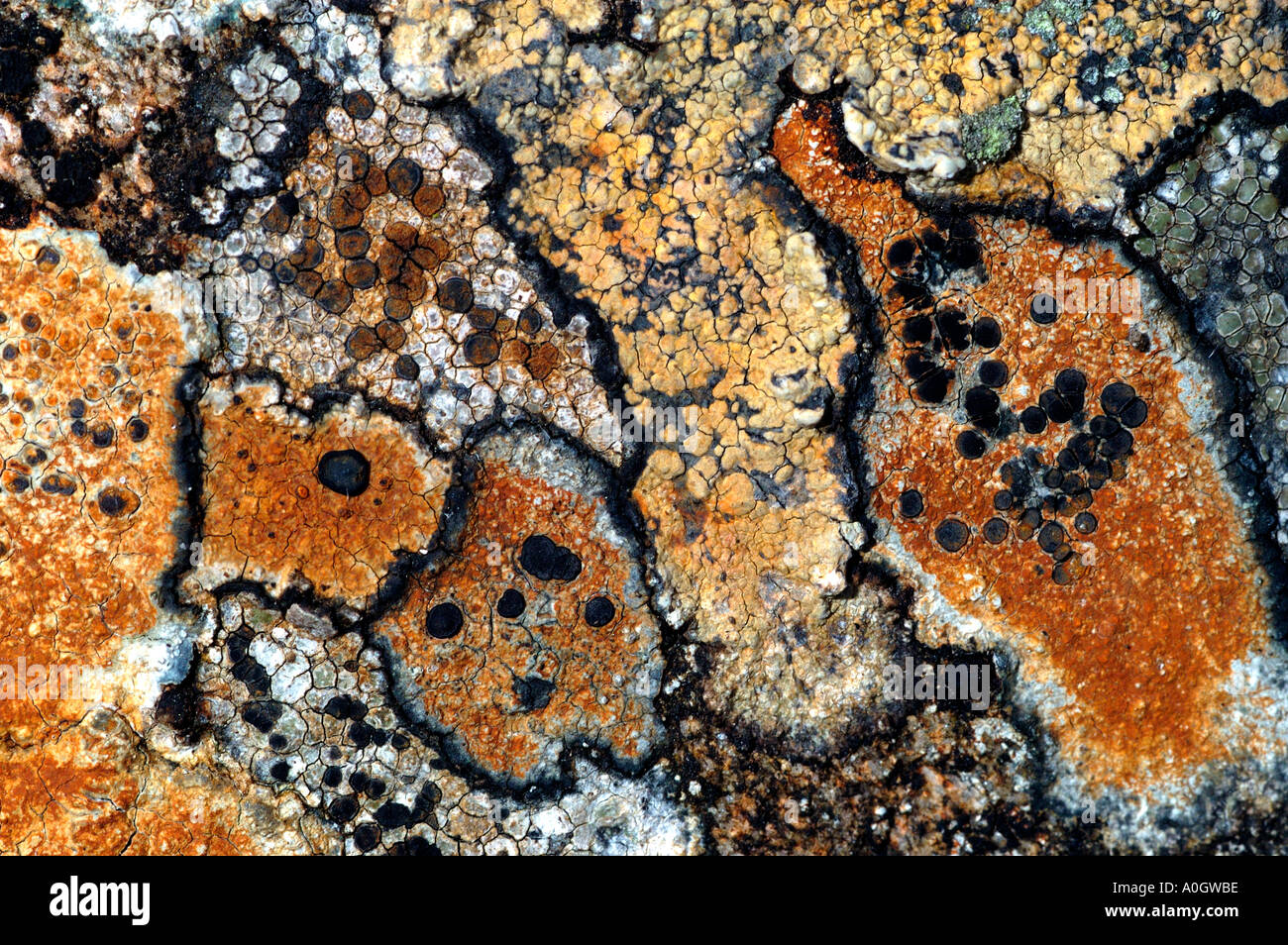 map lichen on wall,cairngorms national park Stock Photo