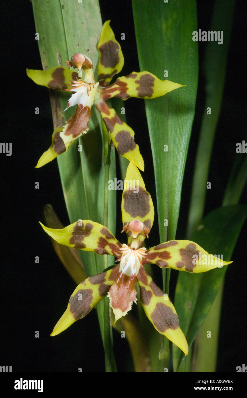 Orchids, (Odontoglossum sp.) ,WILD, Mindo Loma Reserve, Mindo, W. Ecuador Stock Photo
