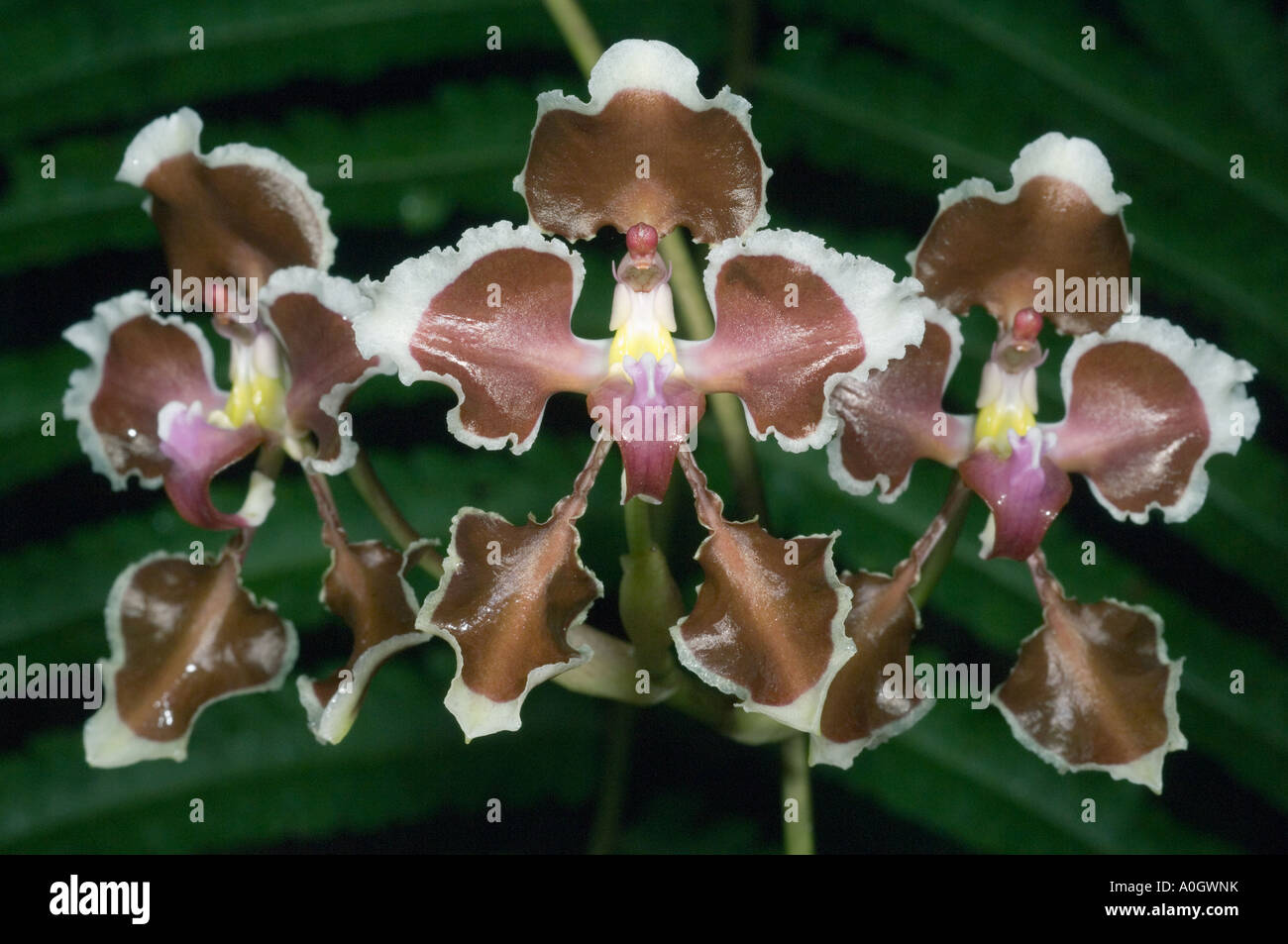 Orchid (Oncidium species) WILD, Bellavista Reserve, Western Andes, Ecuador Stock Photo