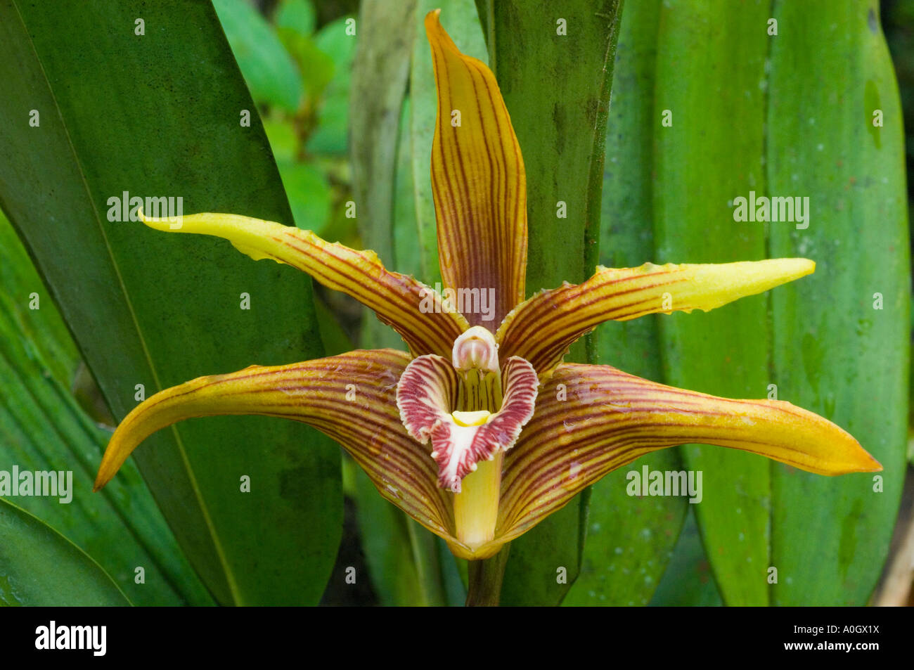 Orchid, Wild (Maxillaria striata) Western Andes, Ecuador Stock Photo