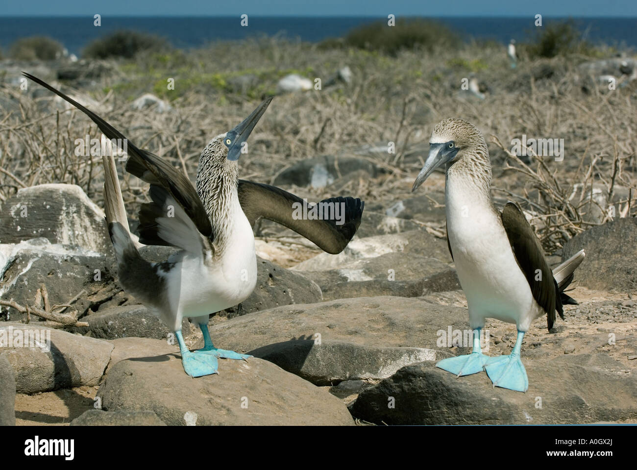 Blue-footed Boobies, (Sula nebouxii), Courtship Dance, Hood Is., Galapagos Islands, ECUADOR Stock Photo