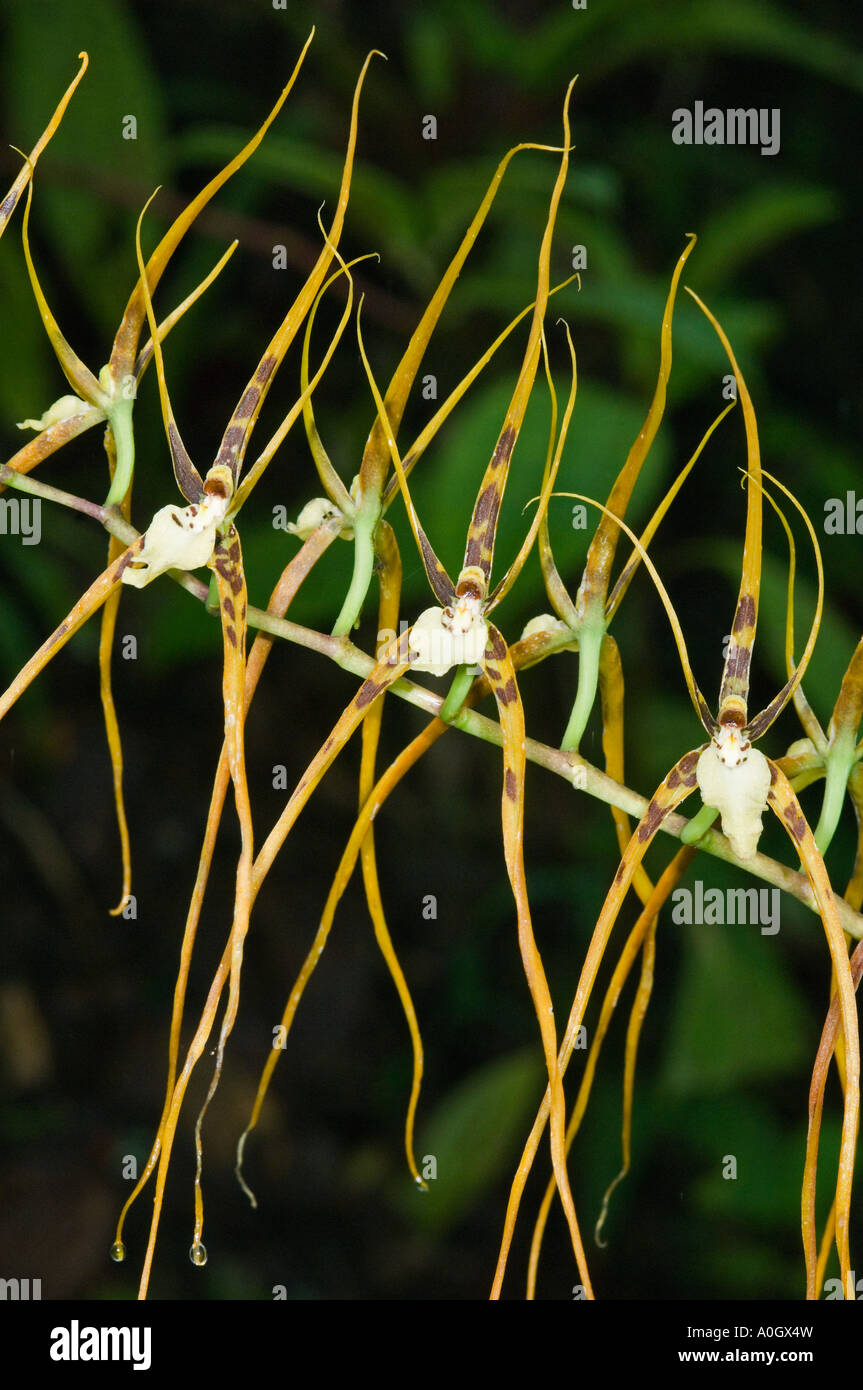 Orchid, (Brassia arquigera), WILD, Mindo-Nambillo Reserve, Ecuador Stock Photo