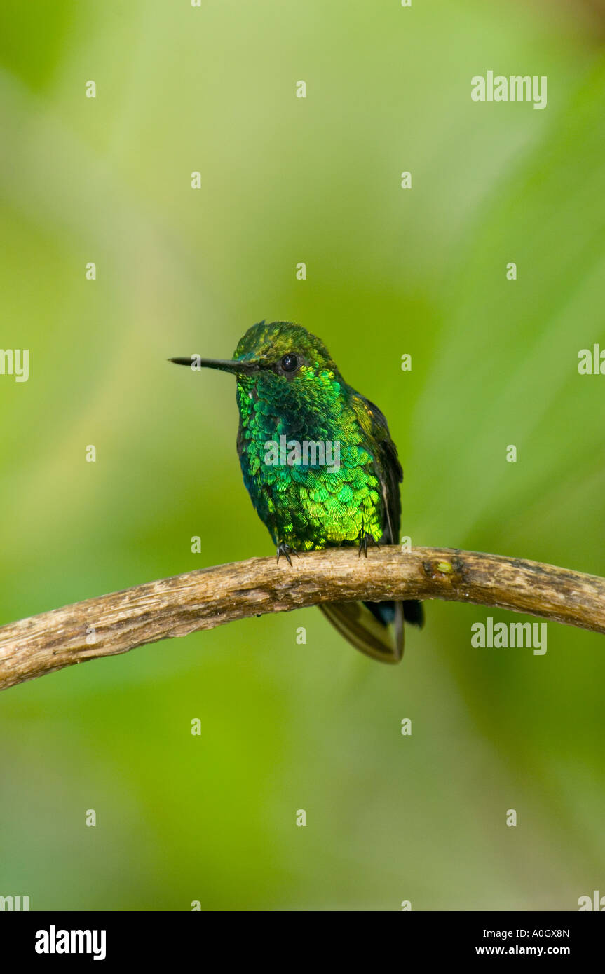 Western Emerald Hummingbird, (Chlorostilbon melanorhynchus), Male, Mindo Loma Reserve, Western Andes, Ecuador Stock Photo