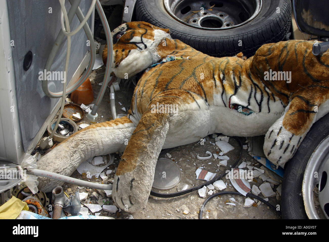 Dead tiger hires stock photography and images Alamy