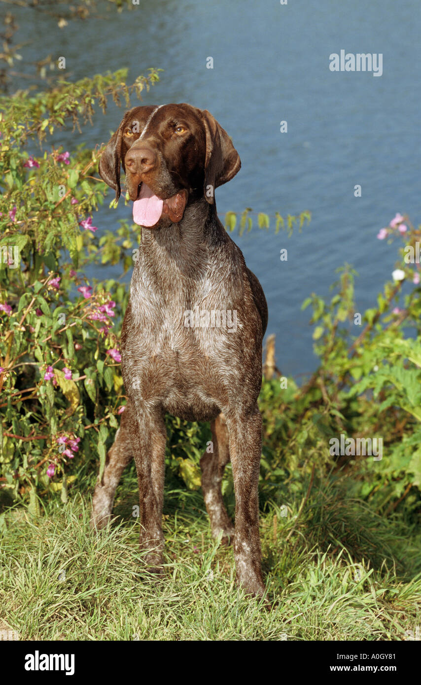 German Shorthaired dog - sitting on meadow Stock Photo