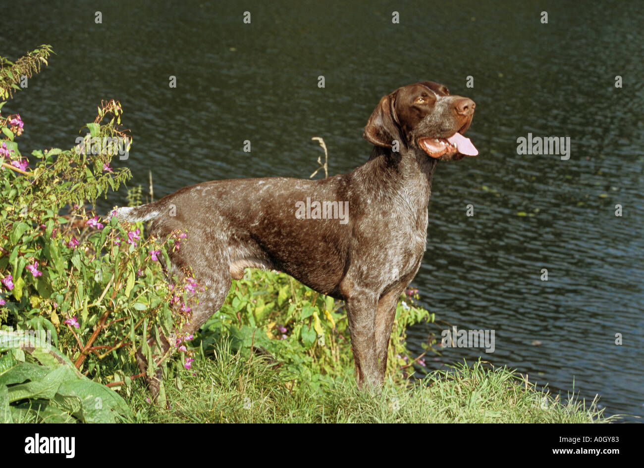 German Shorthaired dog - standing on meadow at water Stock Photo