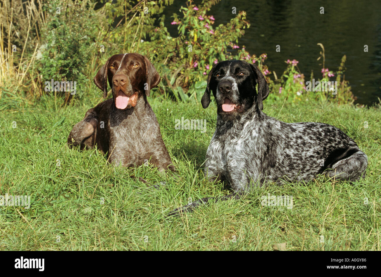 German Shorthaired dog and German Wirehair dog Stock Photo