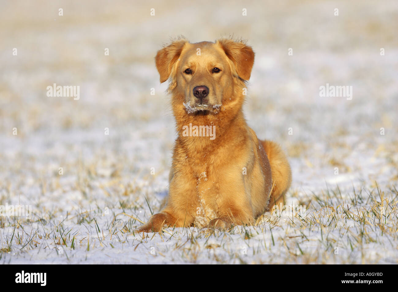 Golden retriever lying in hi-res stock photography and images - Alamy