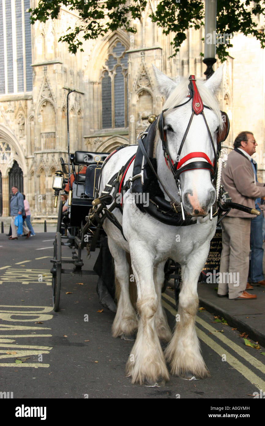 White Horse And Cart Carriage In York Stock Photo Alamy