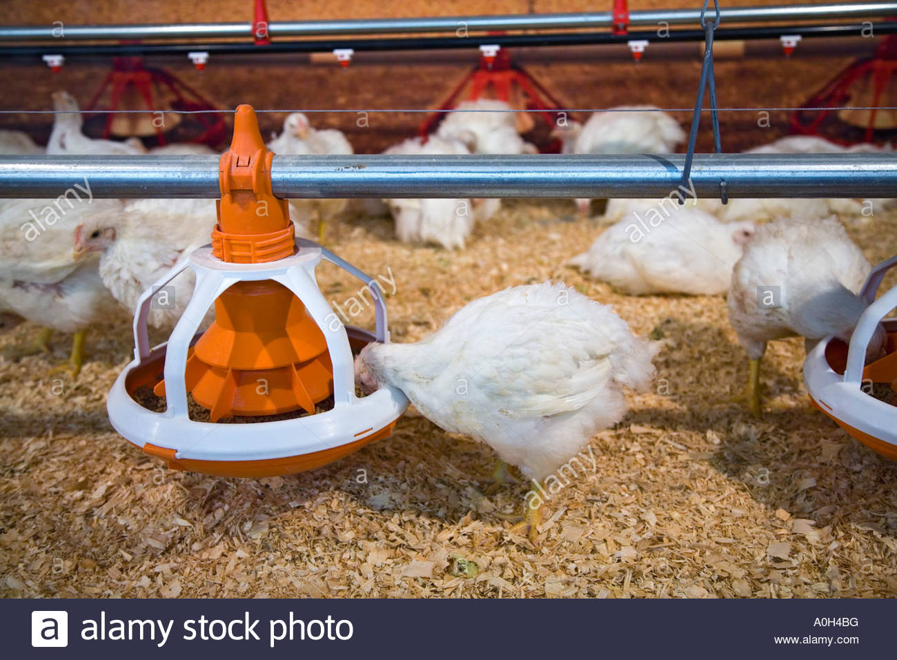 Chicken Coop Build Winter Chicken Coop Canada