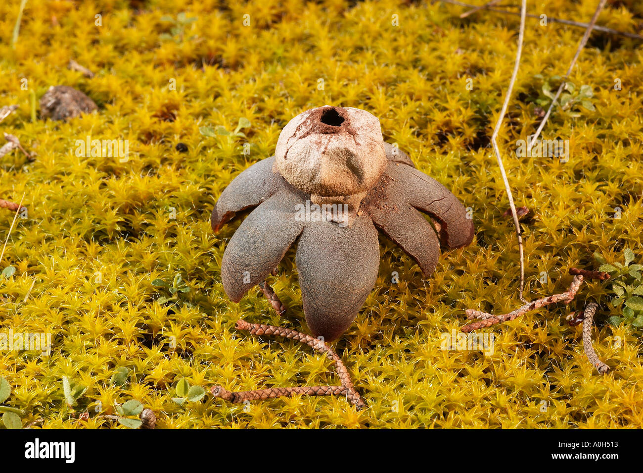 mushroom geastrum spp Stock Photo - Alamy