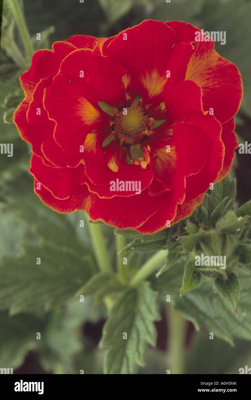 Potentilla Arc En Ciel Cinquefoil Close Up Of Red Semi Double Stock Photo Alamy Potentilla Arc En Ciel Cinquefoil Close Up Of Red Semi Double Stock Photo Alamy