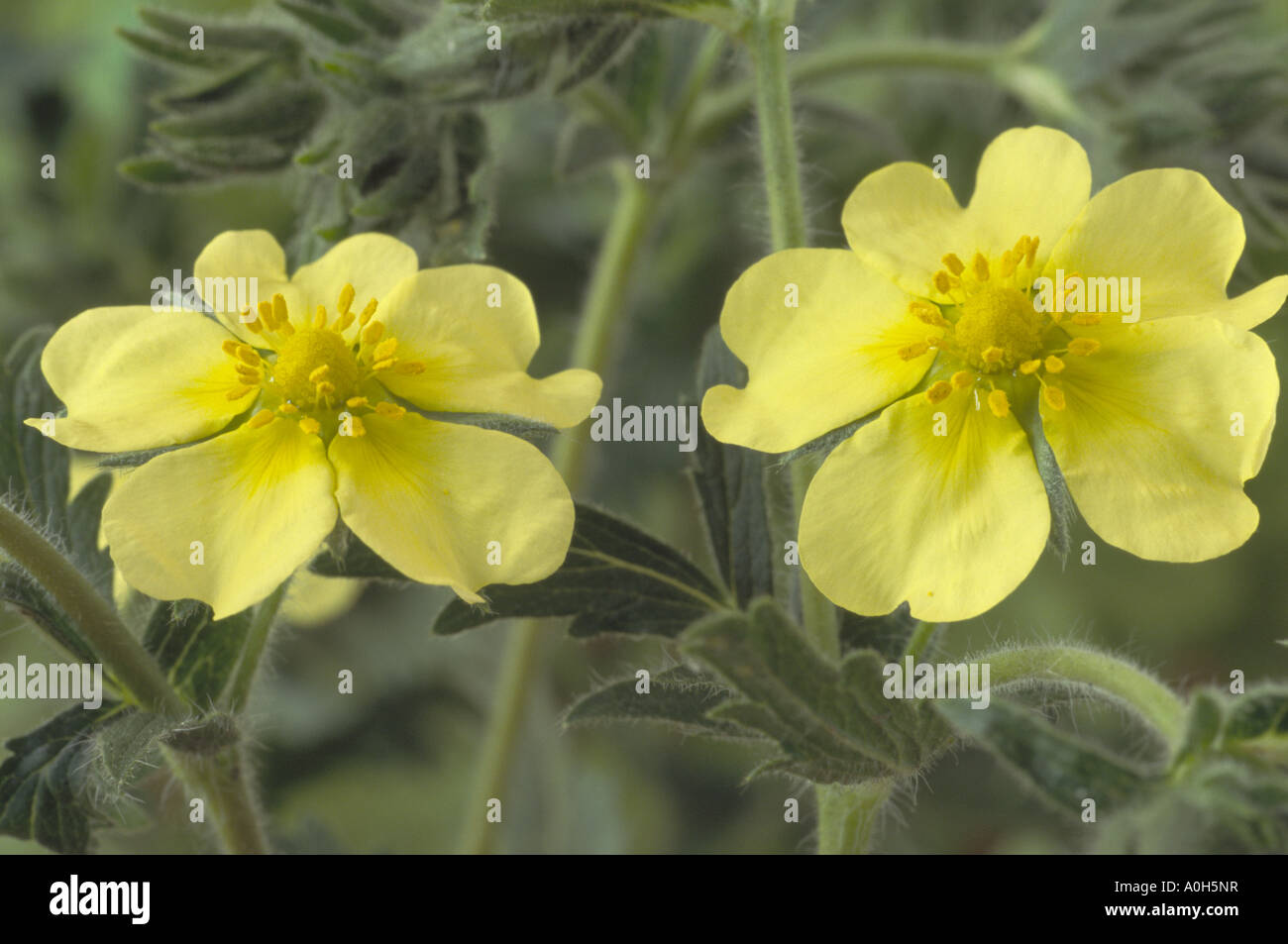 Potentilla recta var. sulphurea. (Cinquefoil) Close up of two yellow flowers. Stock Photo