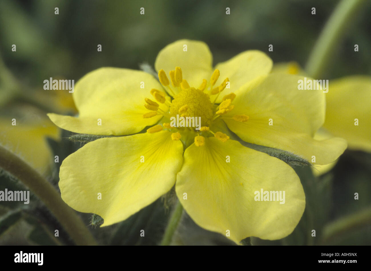 Potentilla recta var. sulphurea. (Cinquefoil) Close up of  yellow flower. Stock Photo
