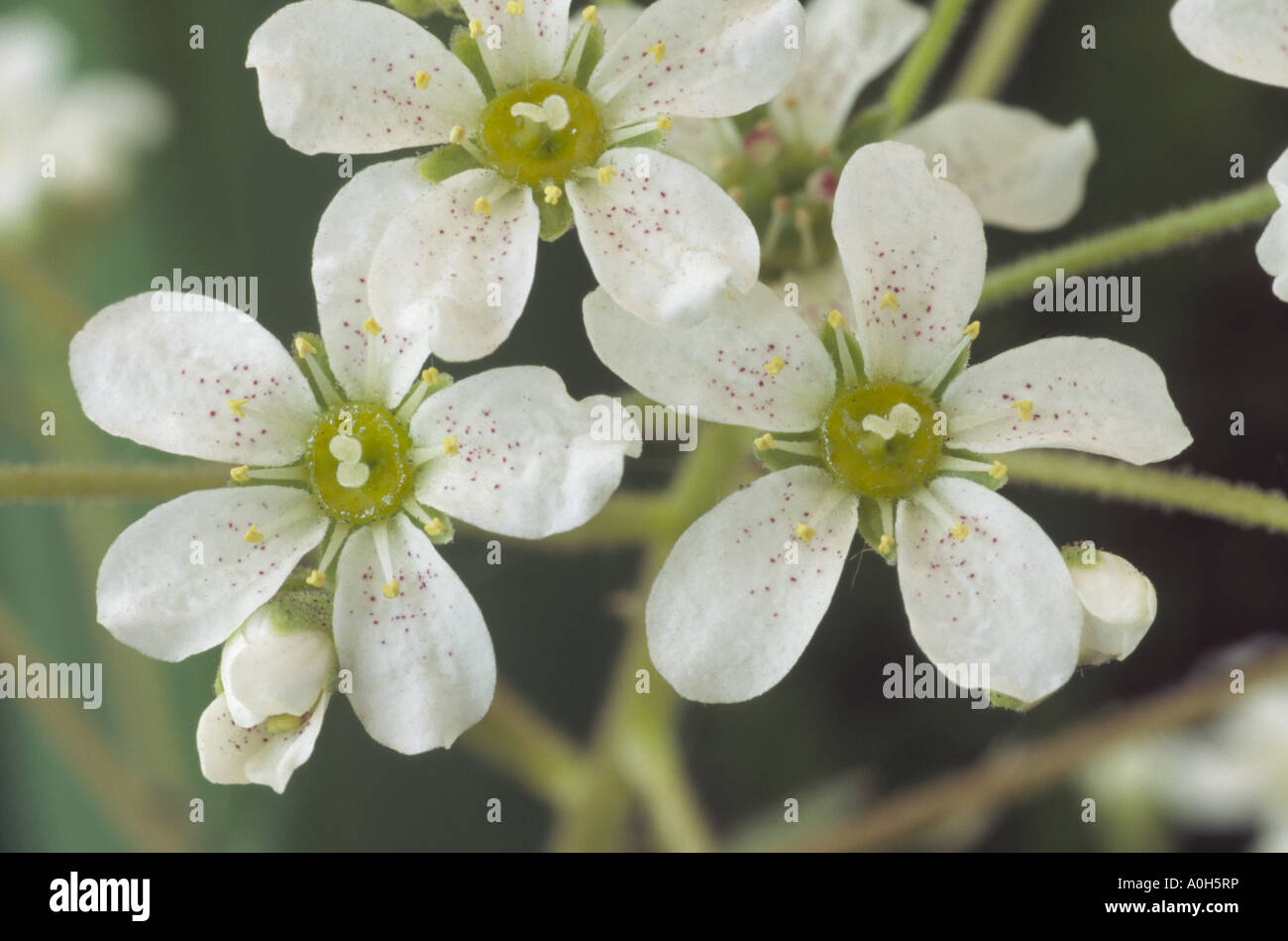 Saxifraga longifolia. (Pyrenean saxifrage) Close up of white flowers with small pink spots. Stock Photo