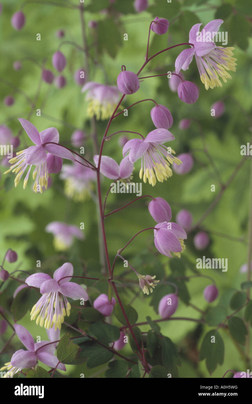 Thalictrum delavayi. AGM (Meadow rue) Close up of small lilac flowers with yellow stamens on thin wirey stems. Stock Photo